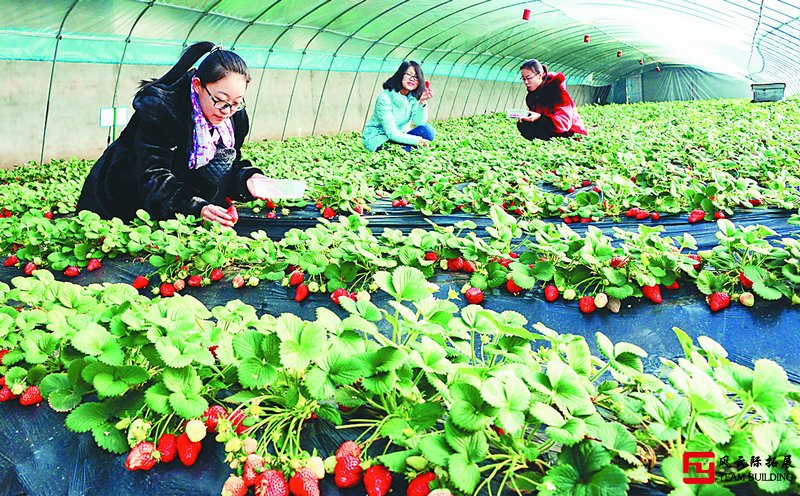 北京郊區(qū)周邊草莓采摘團建活動一日游方案