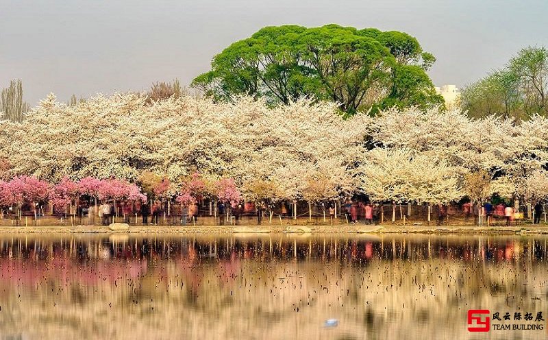 玉淵潭櫻花團建